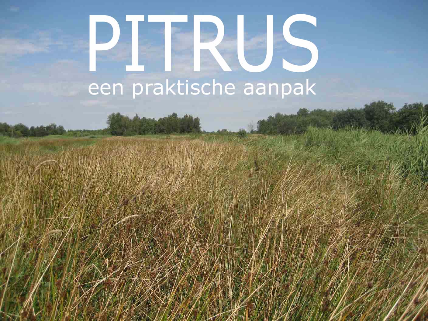 Pitrus therapie