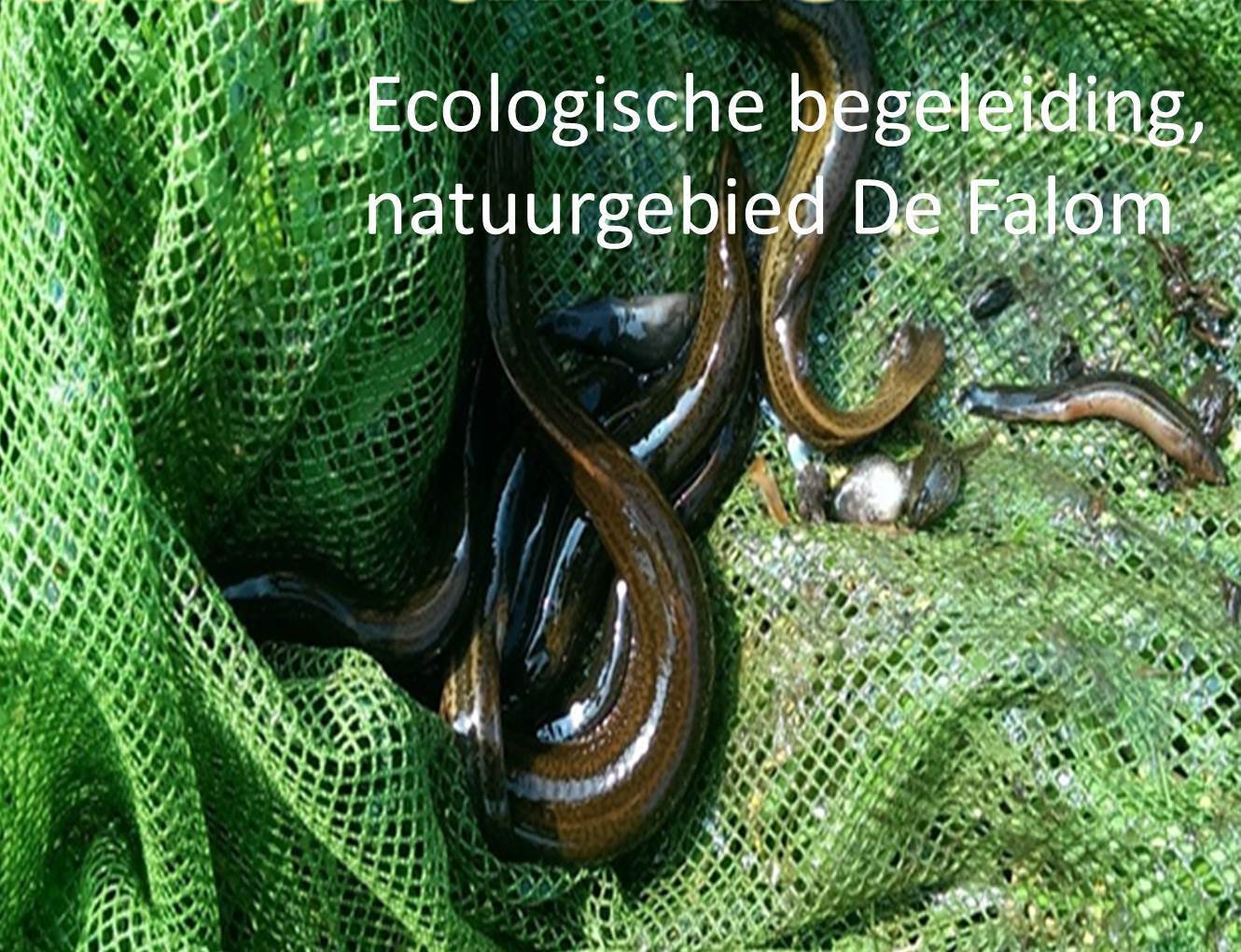 Ecologische begeleiding, natuurgebied De Falom