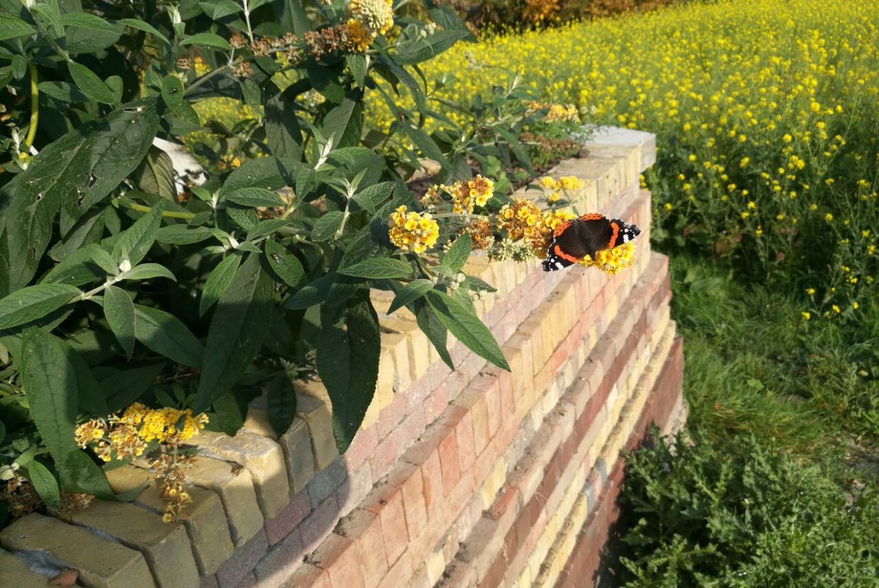 Atalanta vlinder, Laape